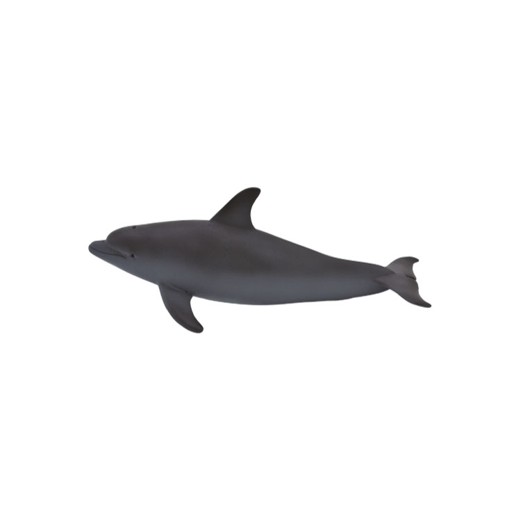 دلفین پوزه کوتاه